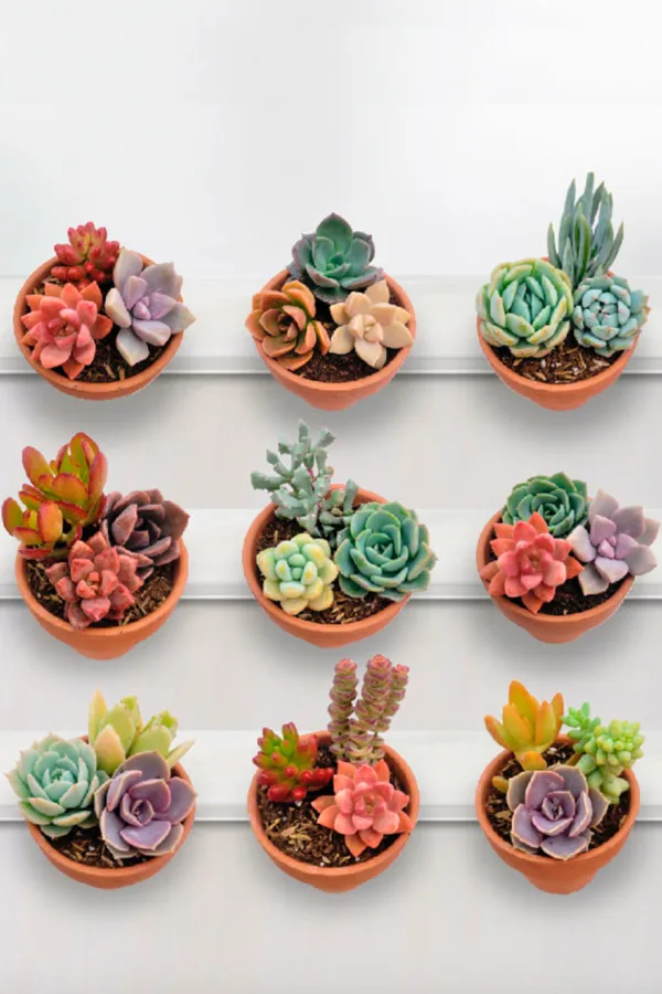 Sugarwish plant delivery: Your recipient picks their own, perfect for last-minute gifting