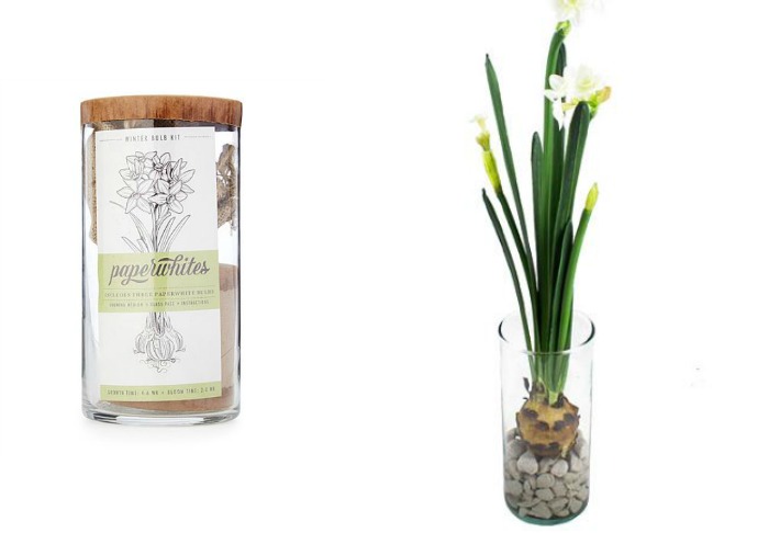 Paperwhite Winter Bulb Kit