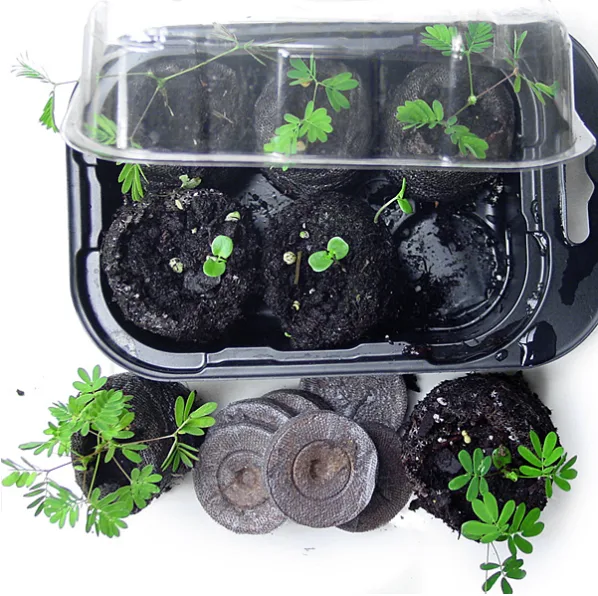 Zombie Plant Growing Kit from TickleMe Plants