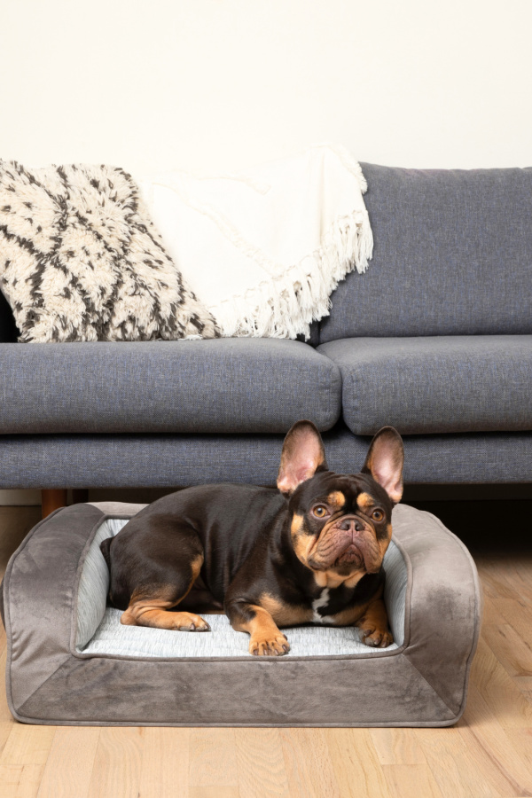 Pet essentials for summer: PupChill Cooling Dog Beds are perfect for dogs that overheat