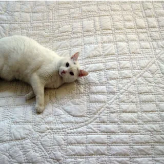 Quilts go cosmopolitan