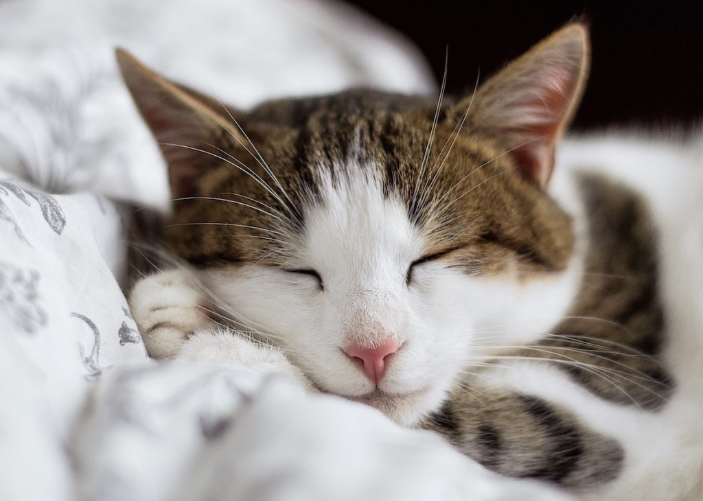 Comfort items: Photo of a favorite pet is one way to help comfort kids who are anxious in those early days of school