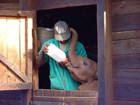 Sheldrick Wildlife Trust orphan elephant | Cool Mom Picks