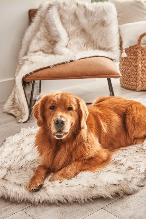 Pet essentials for summer: PupChill Cooling Dog Beds are perfect for dogs that overheat