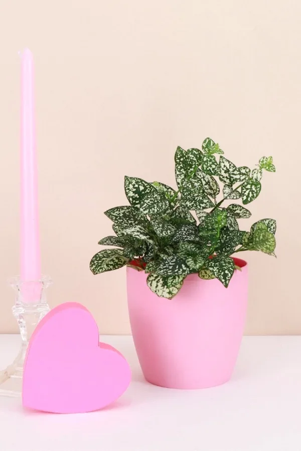 Best Valentines Gifts from Etsy for adults: Painted pot and plant from Thorsens Greenhouse