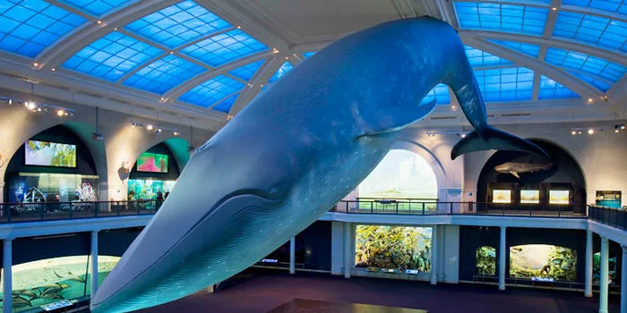Outrageous birthday party ideas: American Museum of Natural History