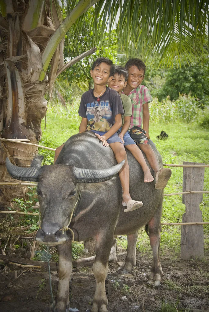 Heifer International gifts: Buy the cow. And the goat, and the flock of chicks.
