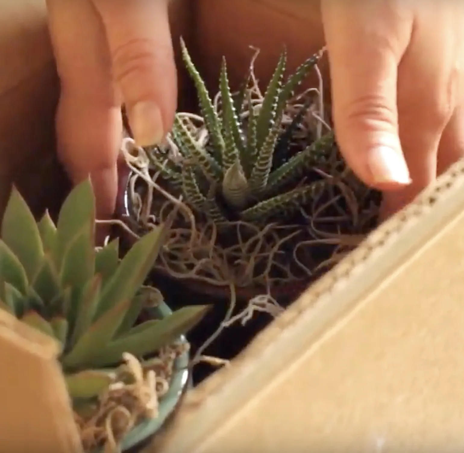 Special Mother's Day gifts under $20: Succulent of the month subscription