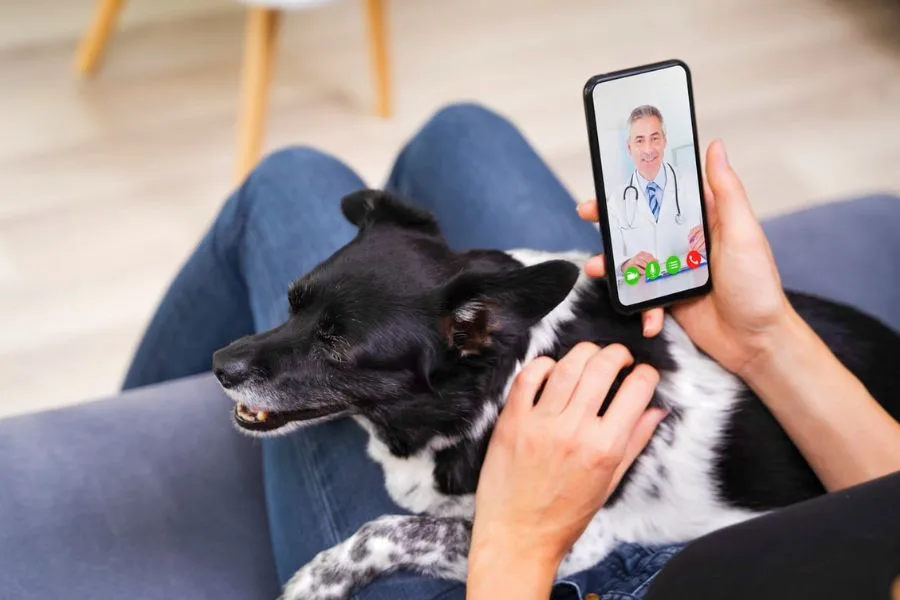 Chewy Connect with a Vet